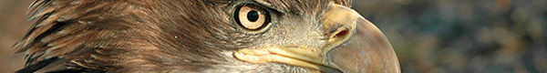 Banner photos by Kate Davis, Raptors of the Rockies. All rights reserved.